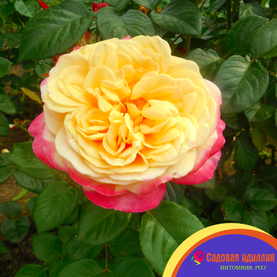 Юбилей Кордес (Kordes Jubilee)