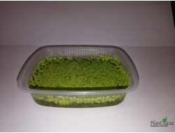 Ряска малая (Lemna minor)