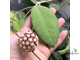 Hoya sp. Borneo EPC-953