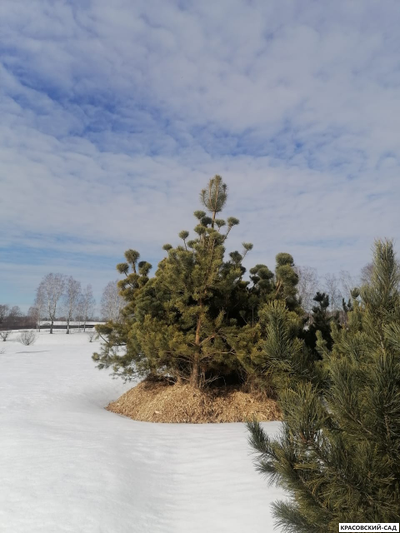 Кедр - фото в питомнике 9 - красовский-сад.рф
