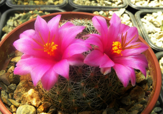 Mammillaria oliviae (яркий лиловый цветок) - 5 семян