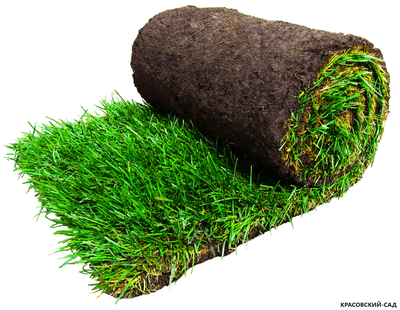 Рулонный газон Биг-ролл