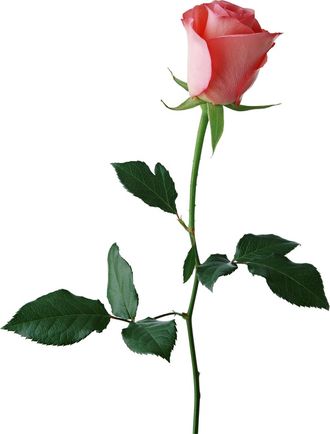 Роза розовая высота 60см.