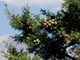 Кипарис (Cupressus sempervirens), ягоды, Крым (5 мл)  - 100% натуральное эфирное масло