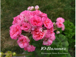 Пеларгония Ю Полонез фото