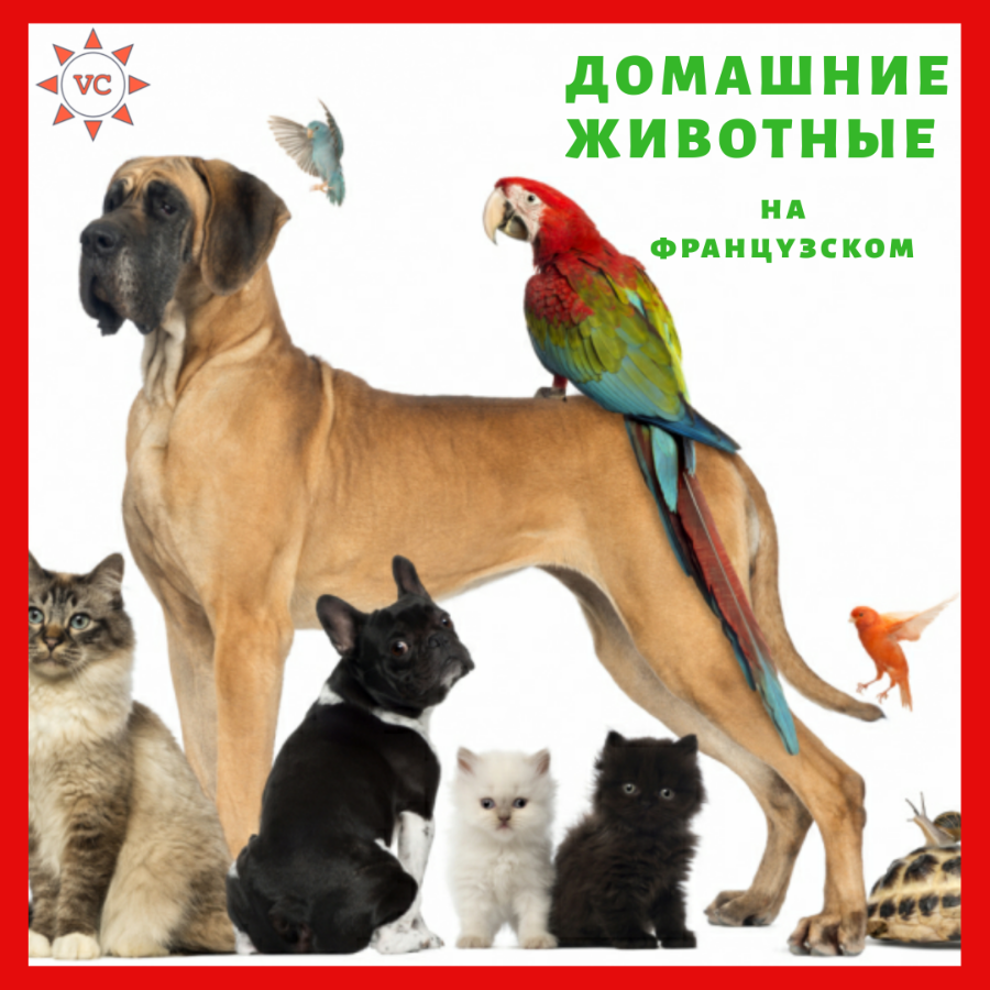 domashnie-zhivotnye-na-francuzskom
