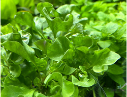 Альтернантера бетзикиана зеленая (горшок)