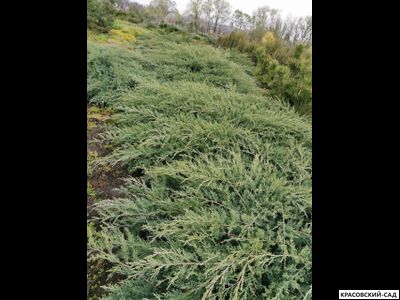 Можжевельник Пфитцериана Глаука - Pfitzeriana Glauca