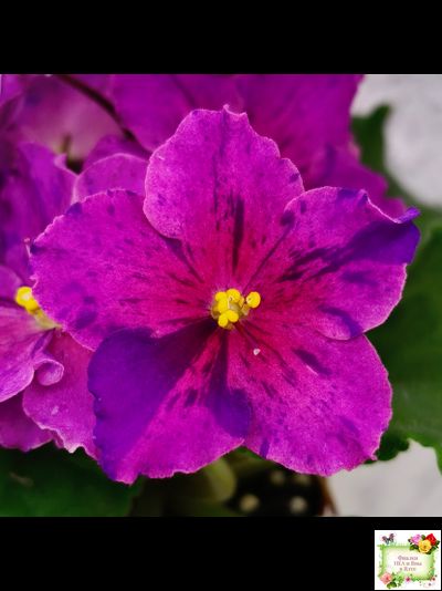 Dn-Cherchez la Femme (Д. Денисенко) 2020 г.