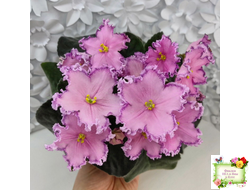 Nik-Хмельное Лето (Н. Булко) 2022 г.