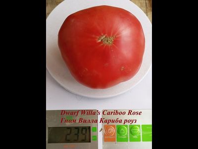Томат Роза Виллы Карибу (Dwarf Willa’s Cariboo Rose)
