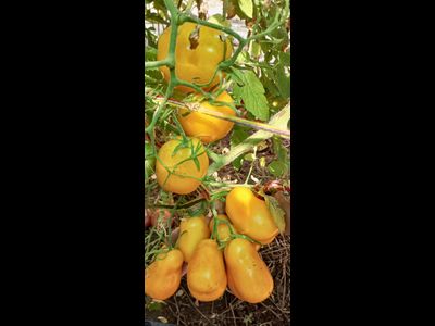 Томат Сливка Бендрика желтая