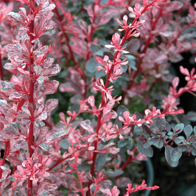 Барбарис Тунберга Rose Glow