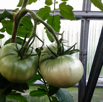 Семена томата Бабушка Боуз