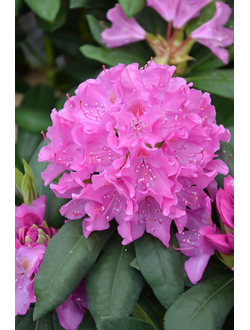 Рододендрон English Roseum