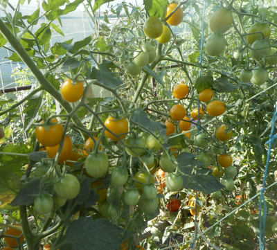 Томат Летнее солнце