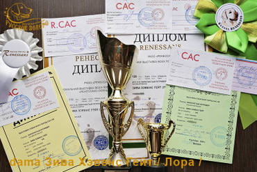 Дипломы, кубки победителя. Лора - Чемпион России.