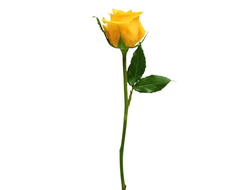 Роза жёлтая высота 60см.