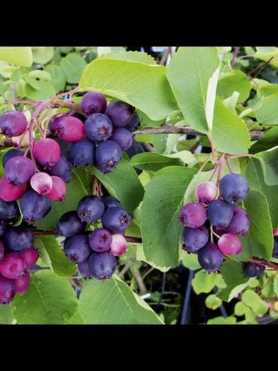 Хонивуд (ирга), 1год, ЗКС