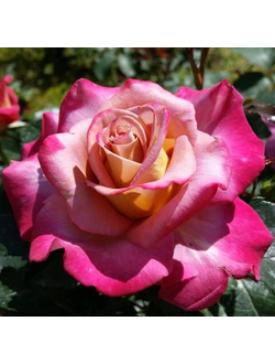 Мишель Дрюкер (Michel Drucker)