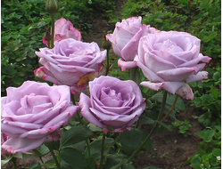 Индиголетта (indigoletta)  Клаймбер, Van de Laak