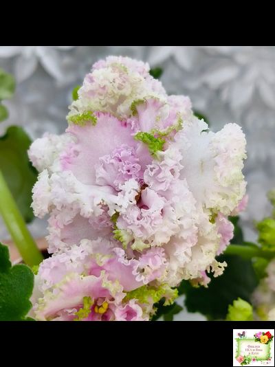 ЛЕ-Денди (Е. Лебецкая) 2011 г. (сортовой стартер)