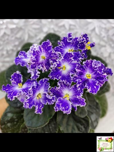 НД-Кристалл Сваровски (Н. Данилова-Суворова) 2019 г. (лист укоренённый)