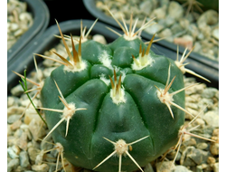 Gymnocalycium bruchii v. niveum VG 536