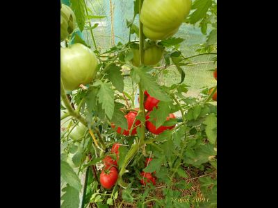 Томат Карабас-Барабас