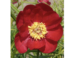 Paeonia tenuifolia hybr. 'Spannenlanger Hansel'