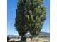 Тополь черный (Populus nigra) Россия, 1 г - 100% натуральное эфирное масло