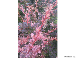 Барбарис Тунберга Атропурпуреа фото цветов крупным планом красовский-сад.рф