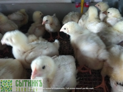 Цыпленок корнишон фермерский зернового откорма с доставкой на дом