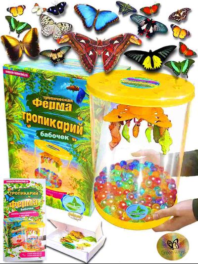 Ферма бабочек. Тропическая ферма для рождения тропических бабочек.