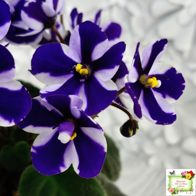 Concord (Horikoshi/Ozaki) (10/03/1992) химера (пасынок укоренённый)