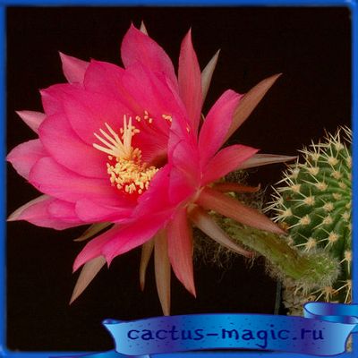 Echinopsis cordobensis