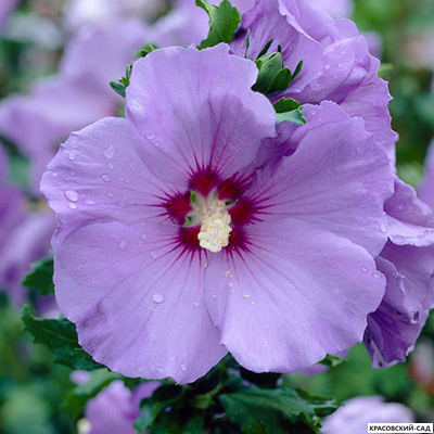 Гибискус Марина - Marina