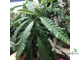 Ficus (T18) Mango leaf / фикус Нервоза