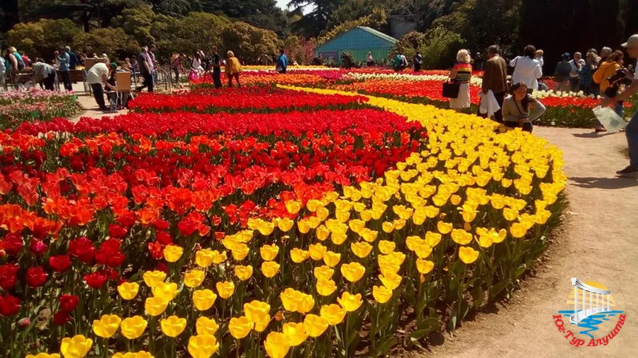 Никитский ботанический сад. Тюльпаны