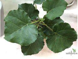 Ficus tettensis / фикус теттенсис