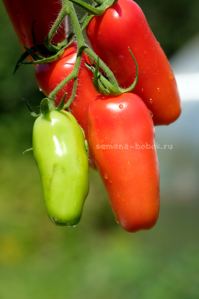 Томат Фляшен Pozano (Фляшен Позано), 10 шт