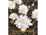 Sanguinaria canadensis Flore Pleno-1 почка