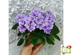 ГЕА-Весёлый Клоун (Е. Галицкая) 2024 г. трейлер