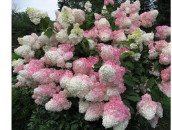 Ваниль фрейз (Vanille Fraise.)