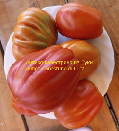 Томат Антико Канестрино из Лукки (Antico Canestrino di Lucca), Италия