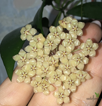 Hoya SP.  (Hoya sp.631, Hoya Ut-011)