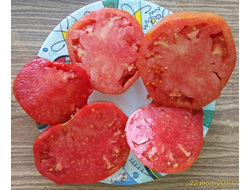 Томат Бычье сердце сибирское