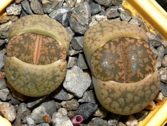 Lithops aucampiae C257 (MG-1546)