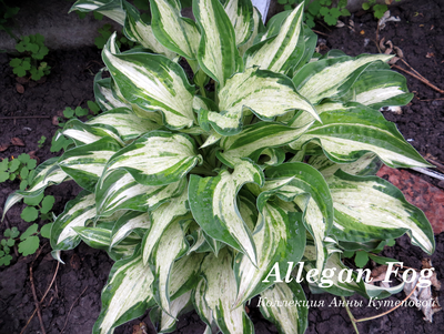 Хоста Allegan Fog
