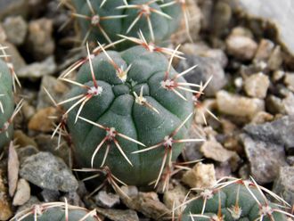 Gymnocalycium baldianum VG-1484  (D=12-15 мм)